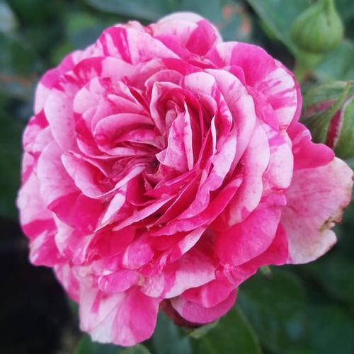 Vendita, rose rose tappezzanti - rosa - bianco - Rosa Gaudy™ - rosa dal profumo discreto - PhenoGeno Roses - ,-